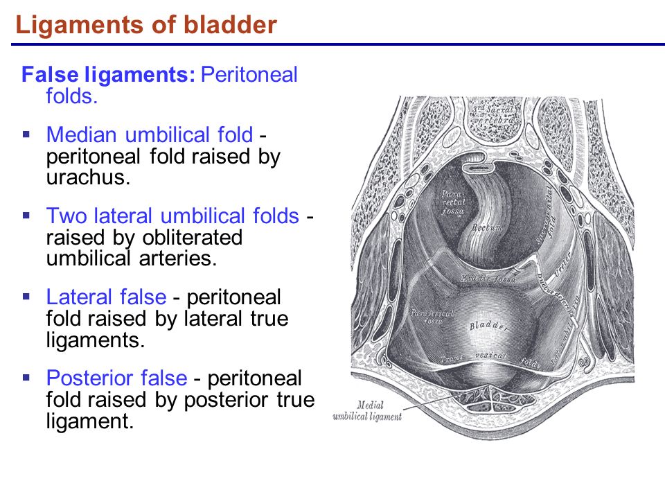 true and false ligaments of urinary bladder